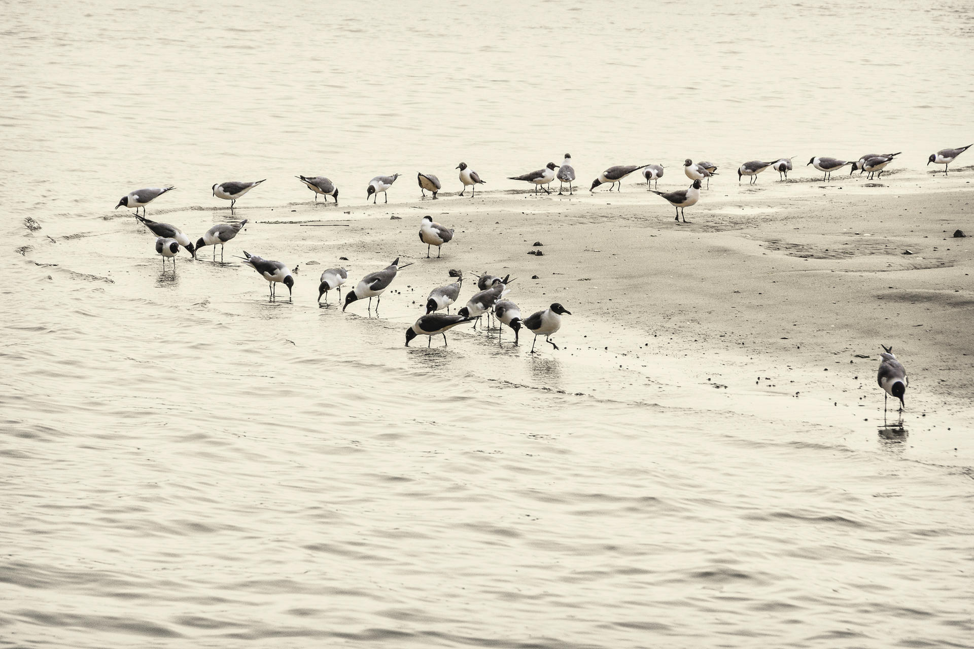 Gulls, 2018