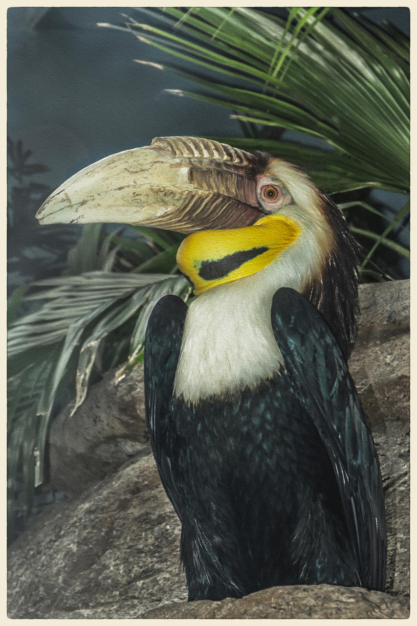 Bar-Pouched Wreathed Hornbill, 2019