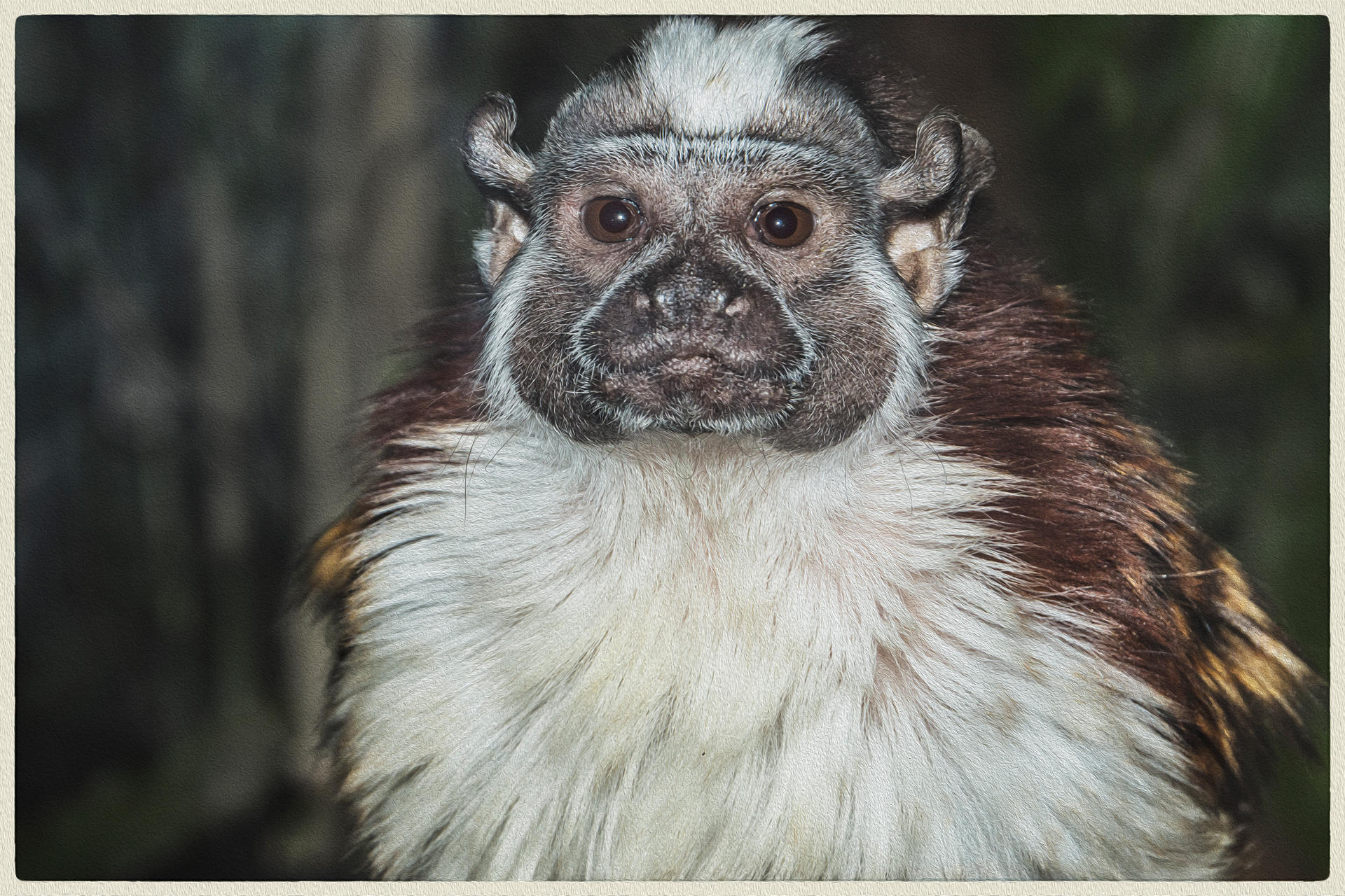 Tamarin Portrait, 2019