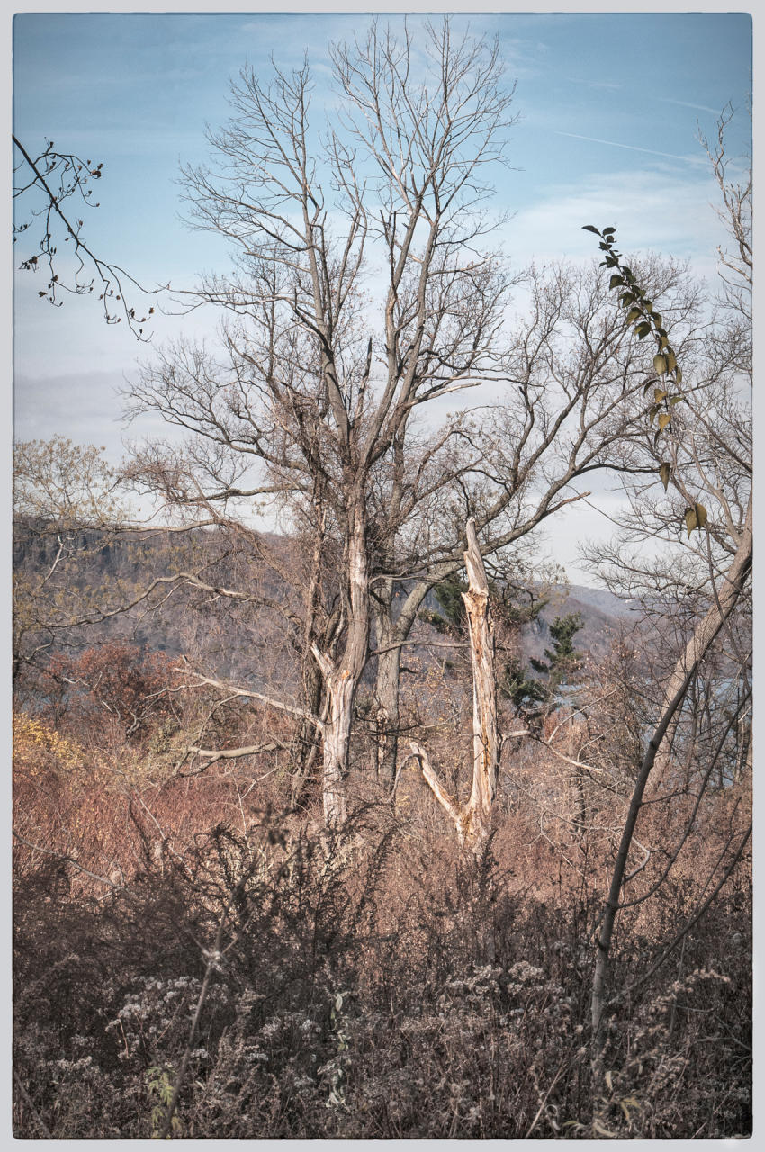 Untermyer Trees, 2013