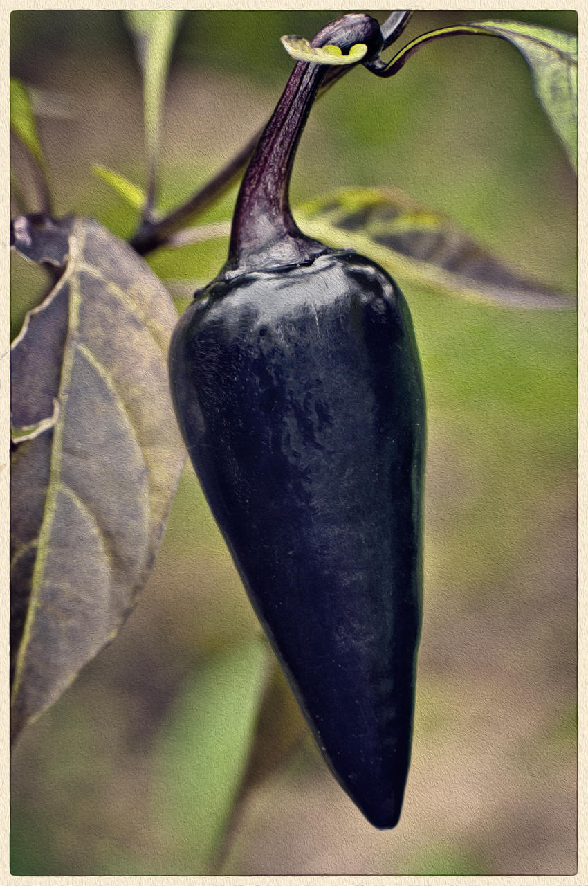 Black Pepper, 2013