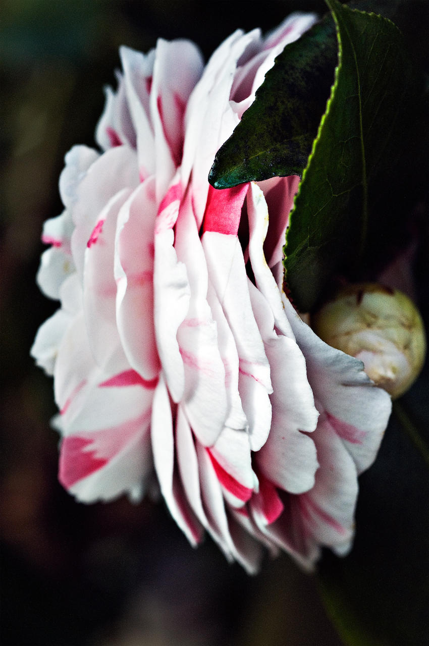 Camellia Profile, 2009