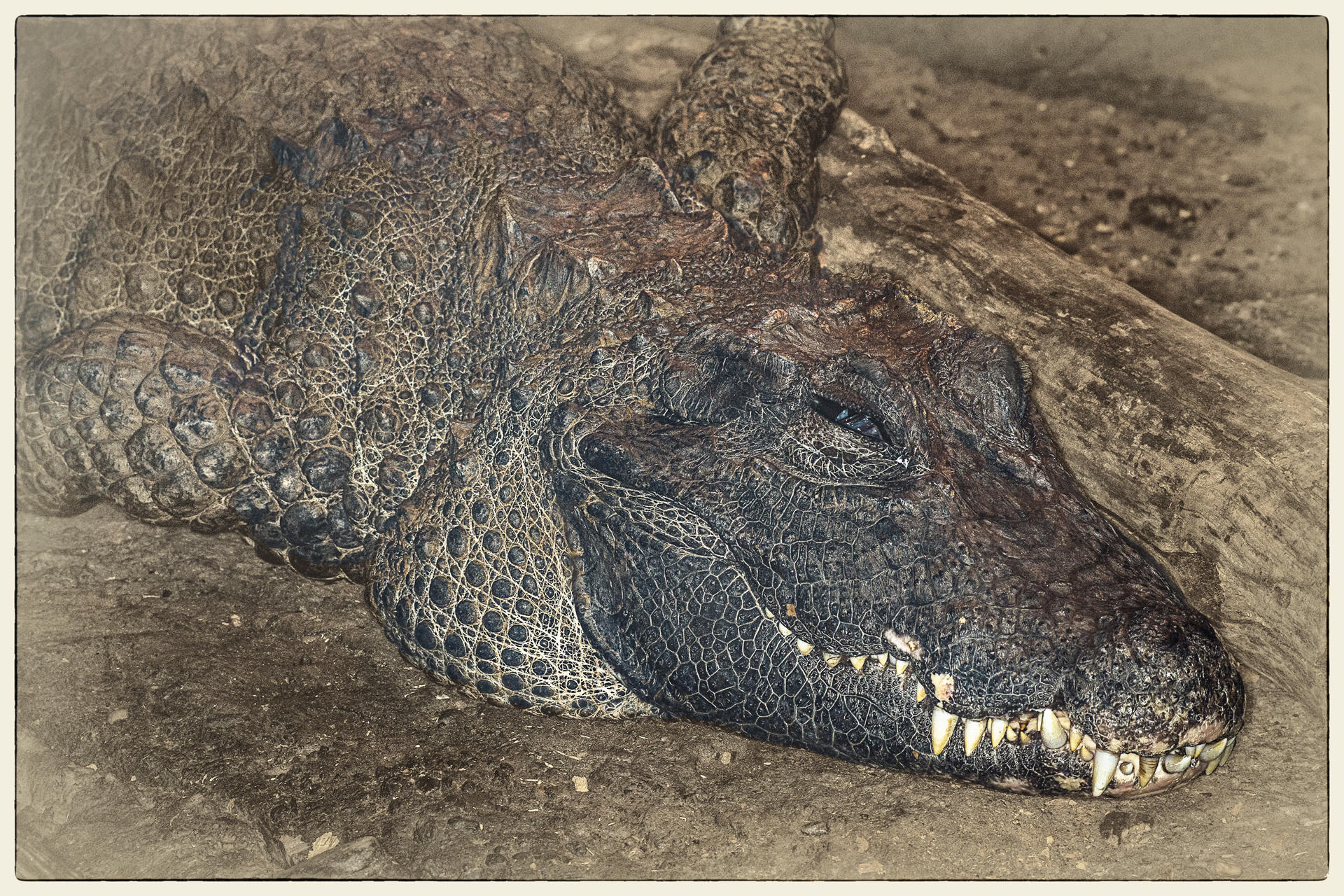 Laughing Croc, 2016
