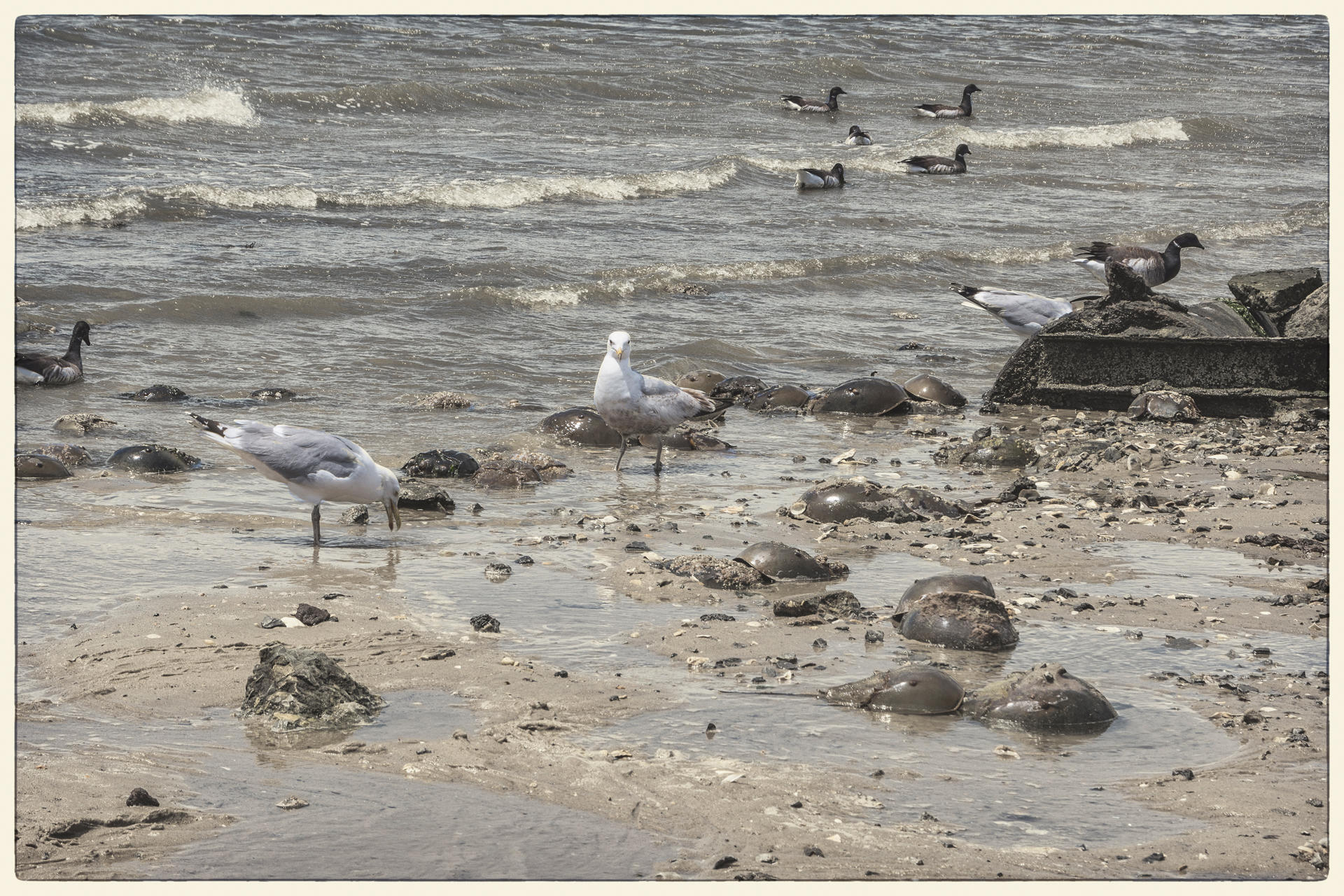 Shorebirds and Crabs, 2019