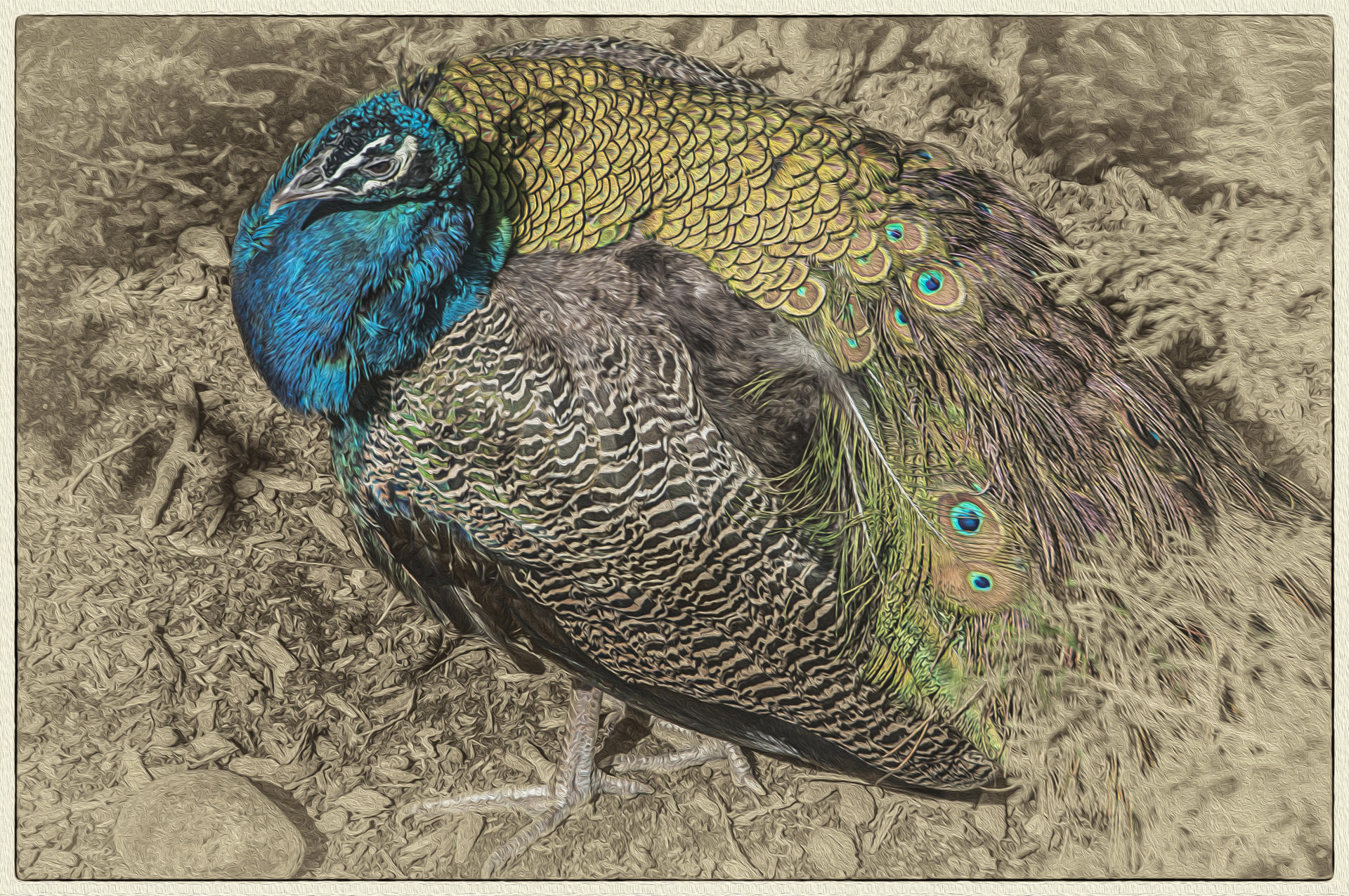 Brooklyn Peacock, 2015