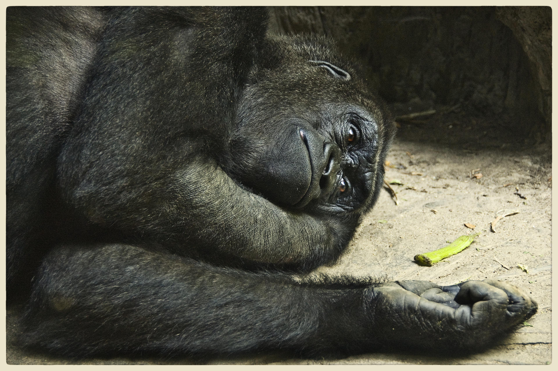 Gorilla, 2007