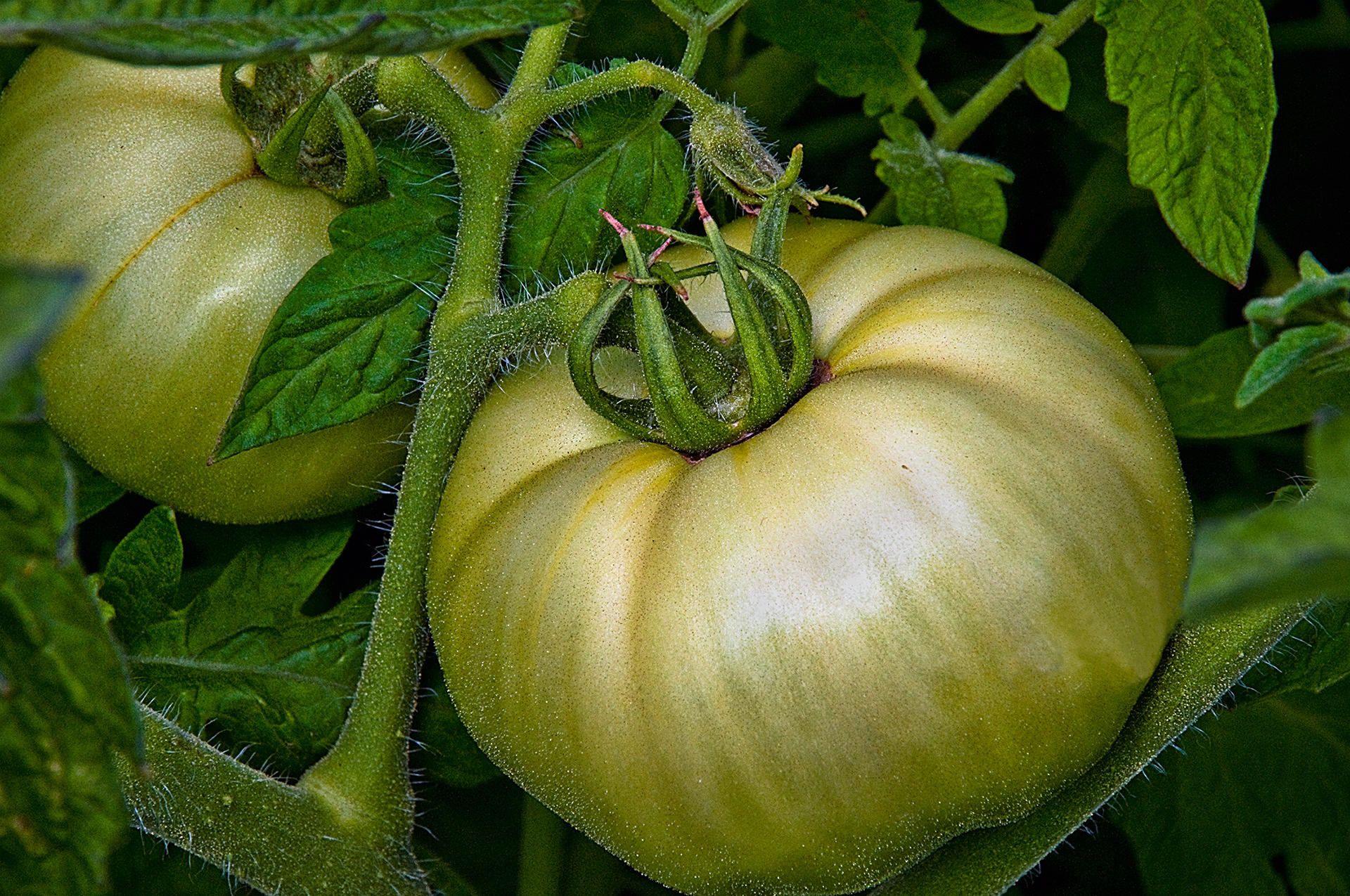 Astoria Tomato, 2009