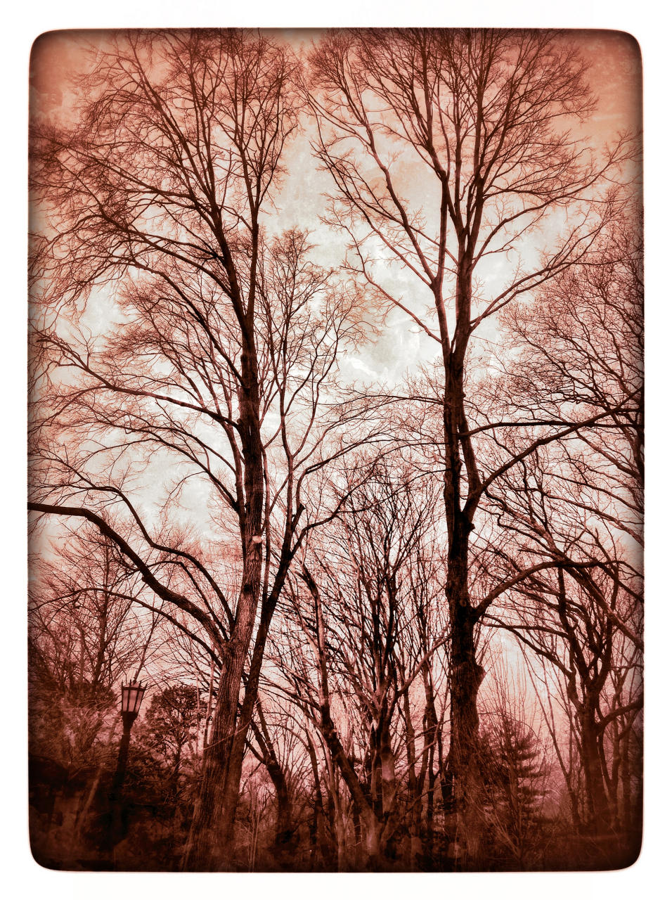Trees in Red, 2014