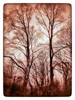 © Copyright 2023 Barbara E. Leven. All rights reserved.