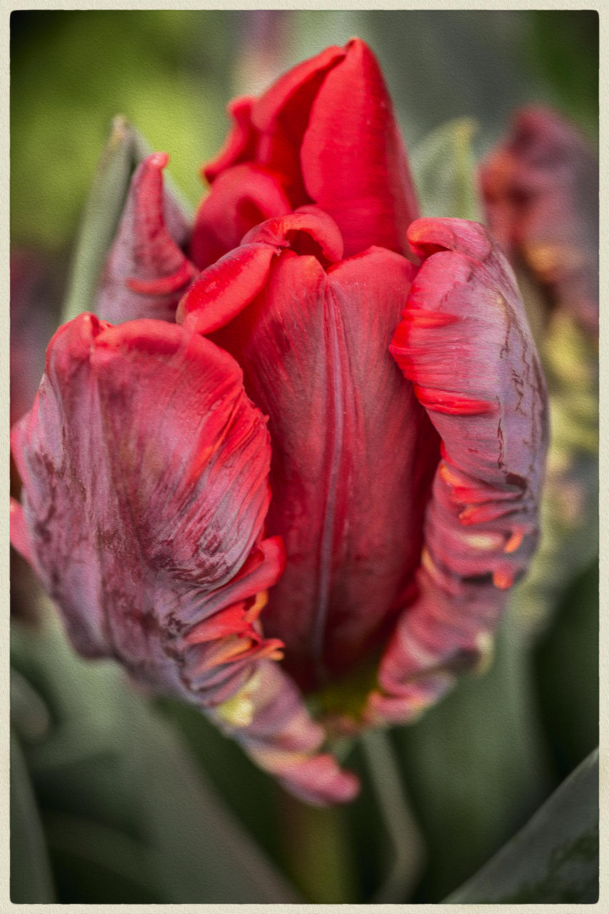 Rainbow Tulip, 2019