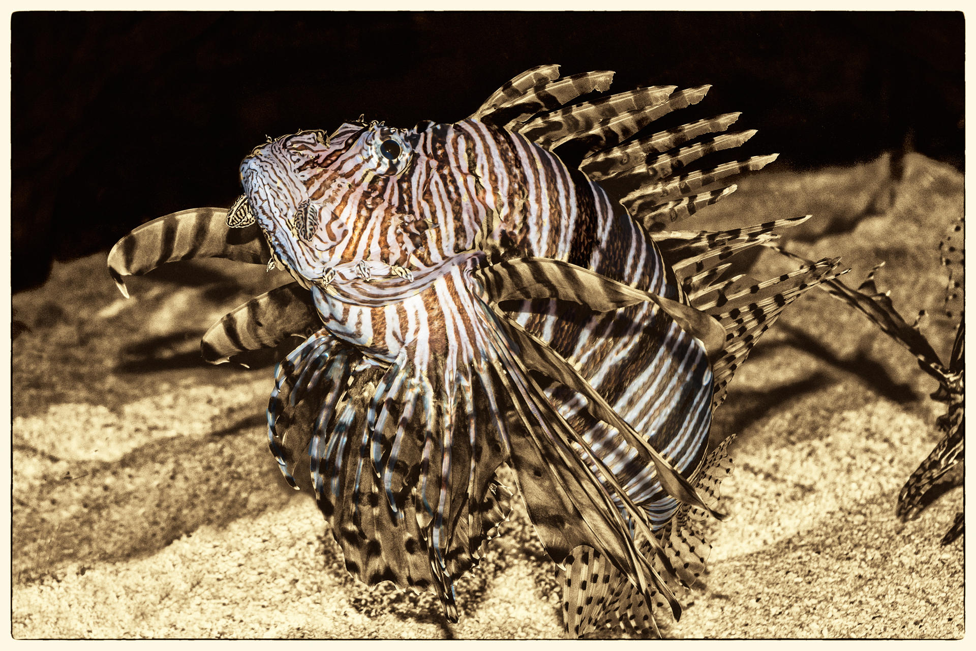 Lionfish2, 2017