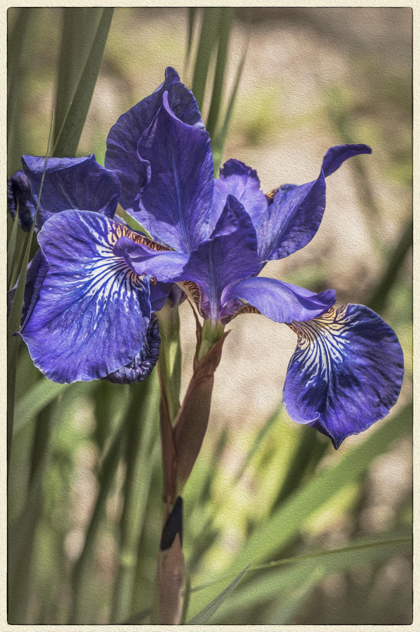 Blue Iris, 2007