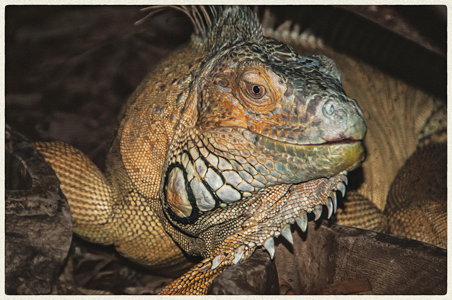 Iguana2, 2015