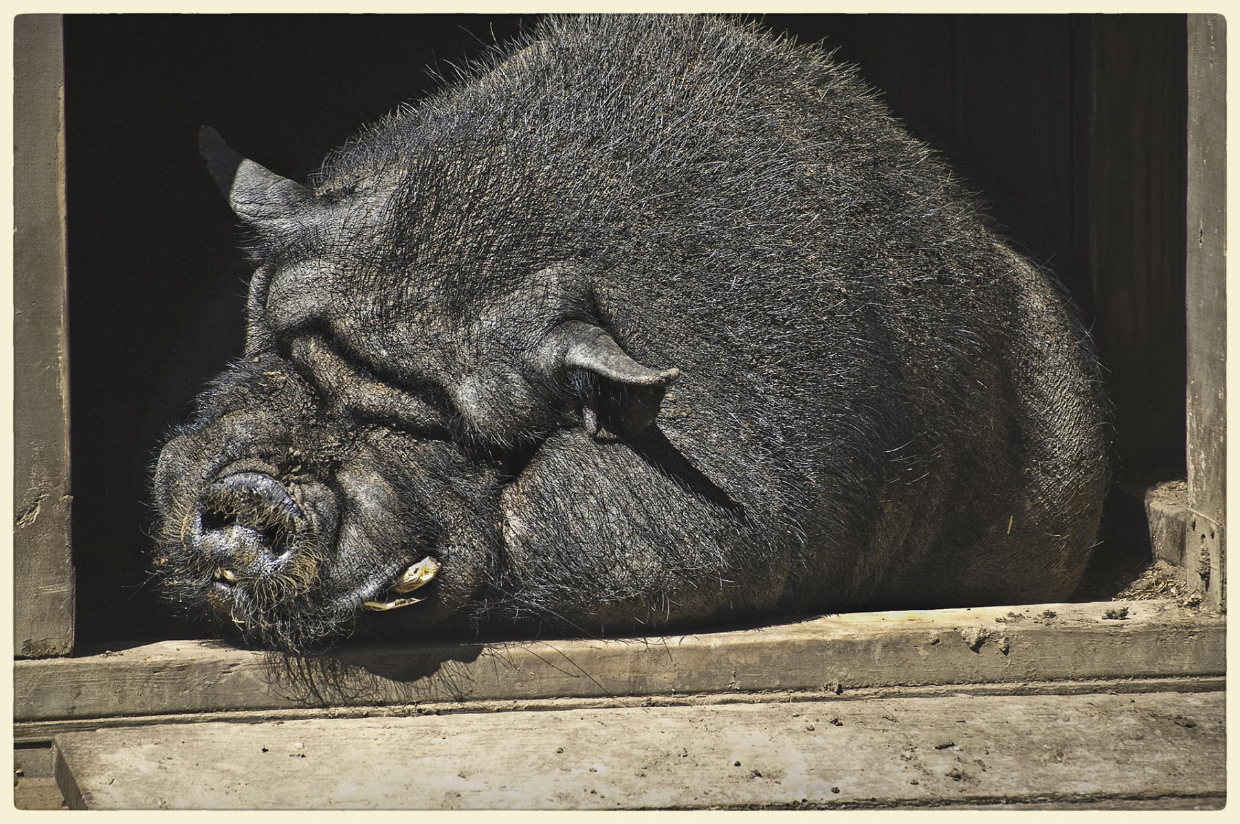 Hog, 2008