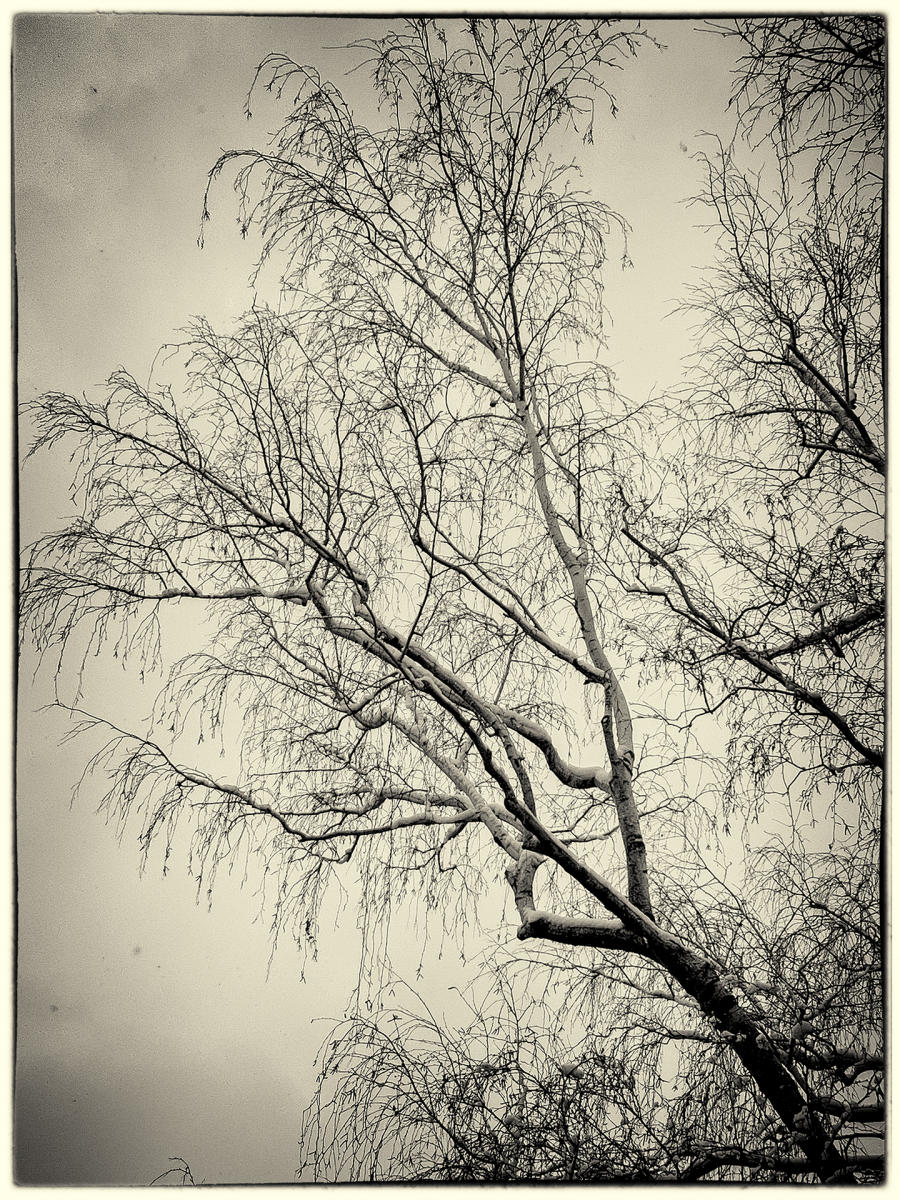 Snow Tree, 2022