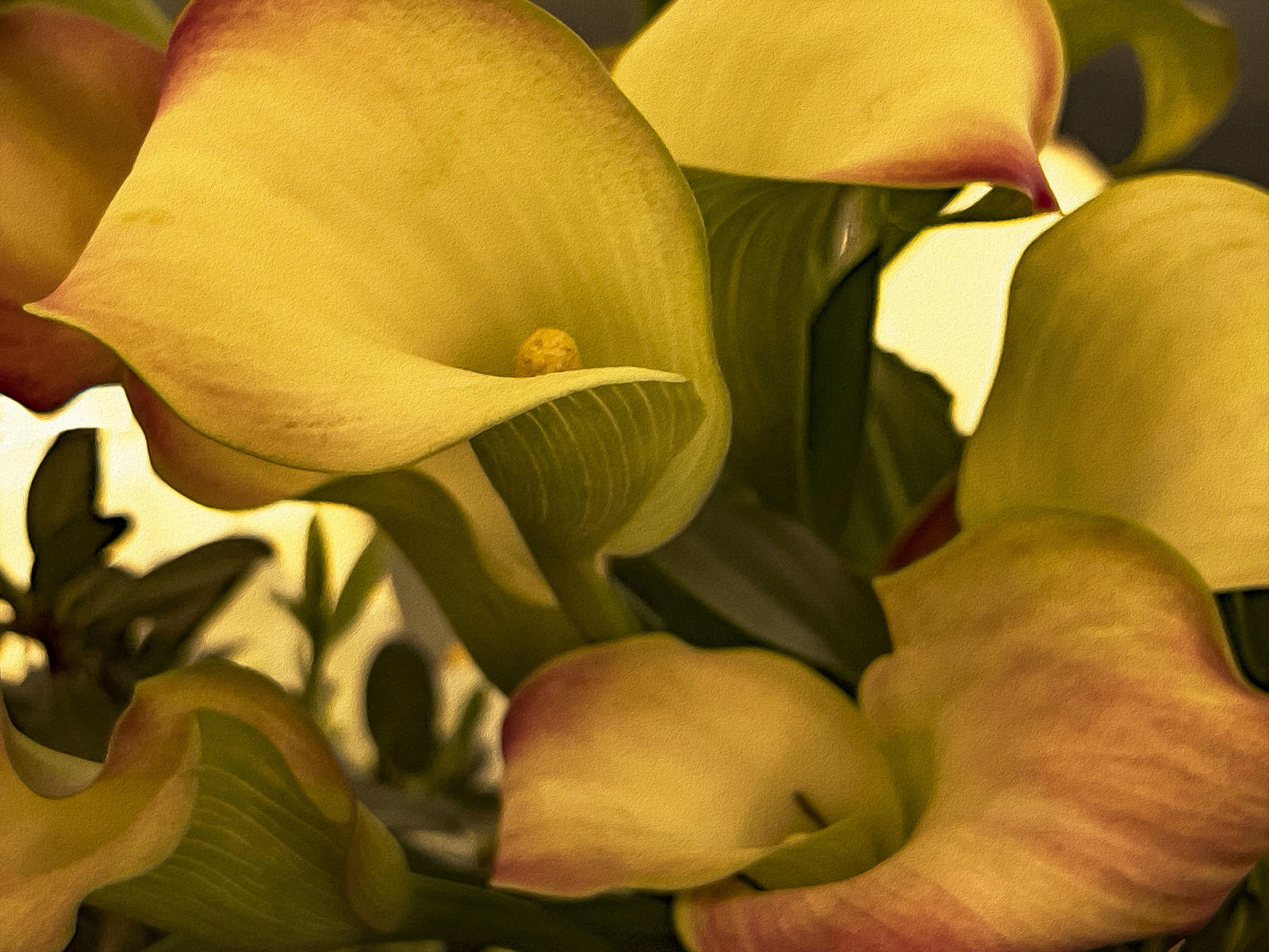 Calla Lilies3, 2023