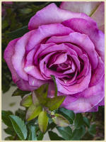 © Copyright 2025 Barbara E. Leven. All rights reserved.