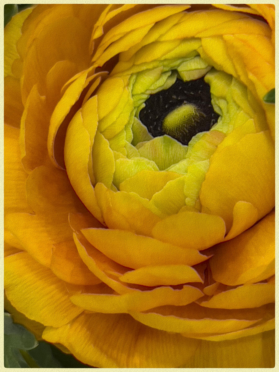 Persian Buttercup, 2023