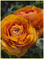 © Copyright 2025 Barbara E. Leven. All rights reserved.