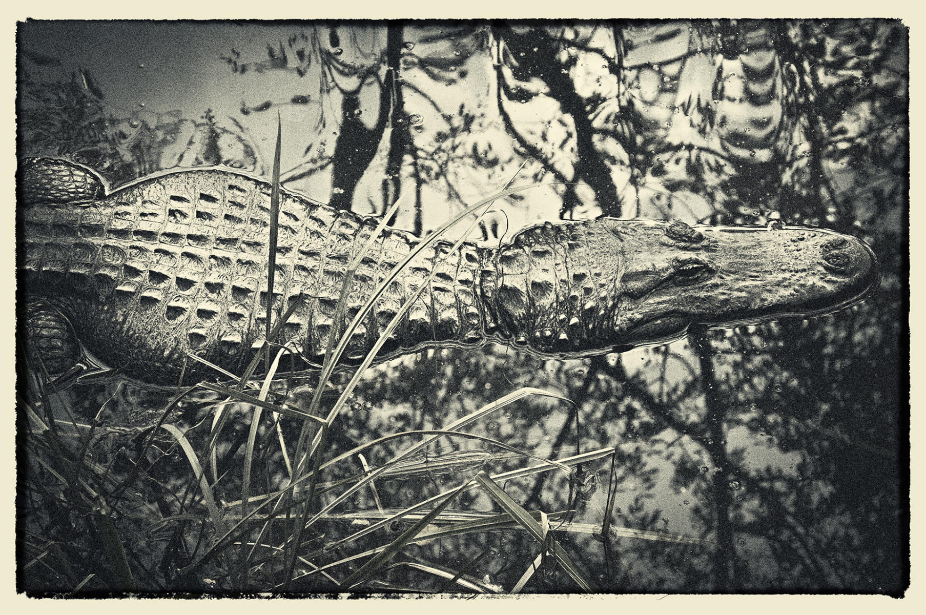 Gator, 2010
