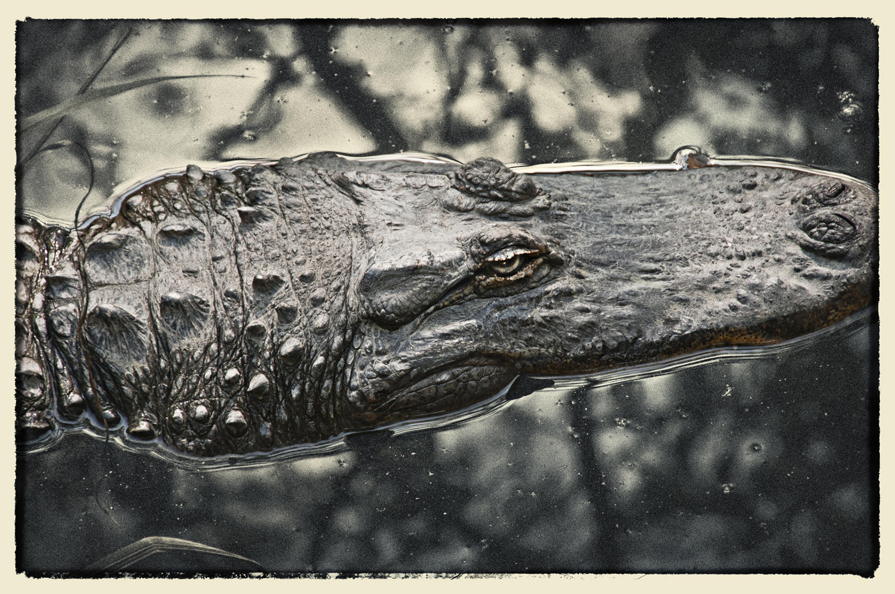 Gator Head, 2010