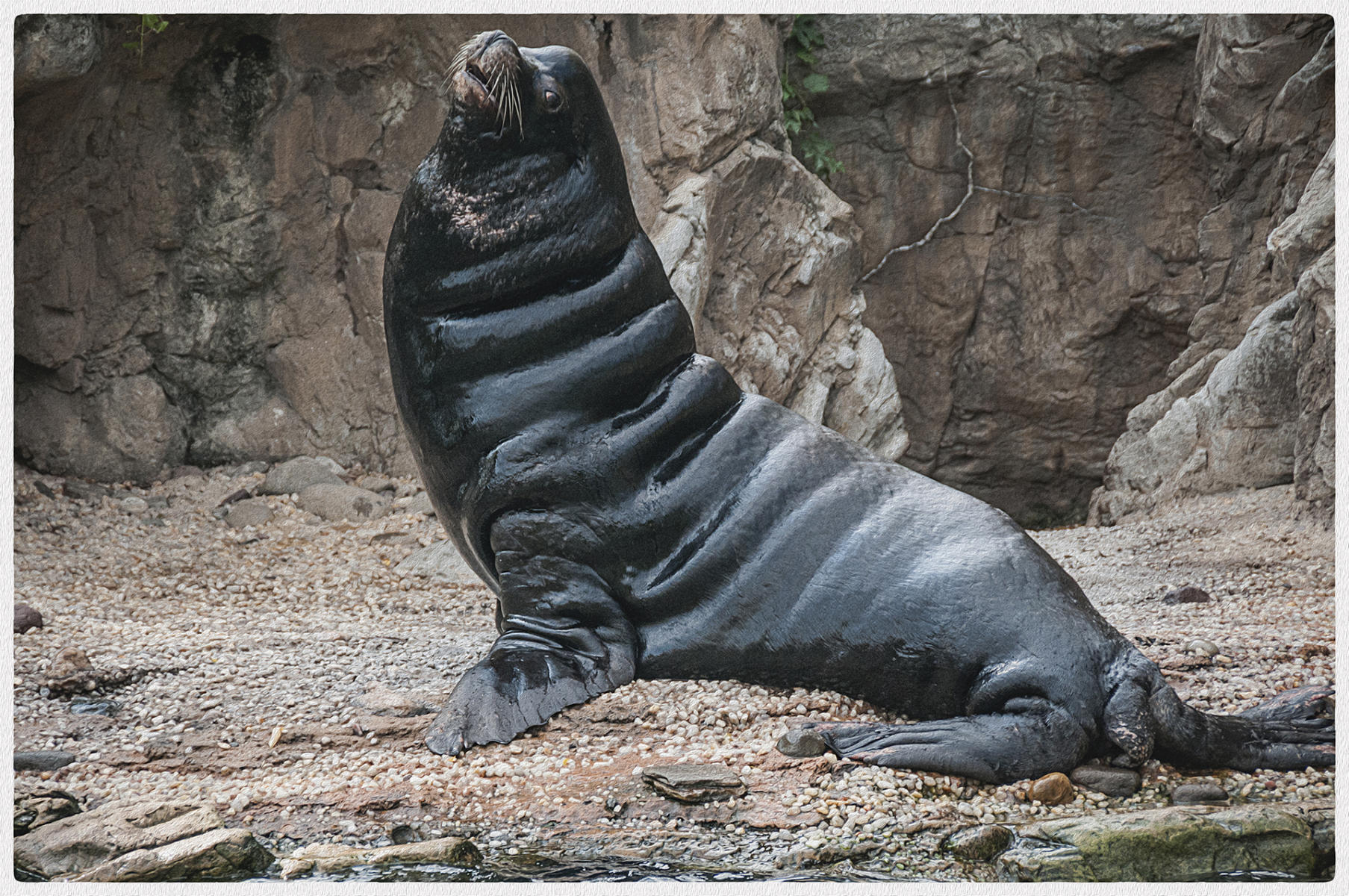 Sea Lion, 2015