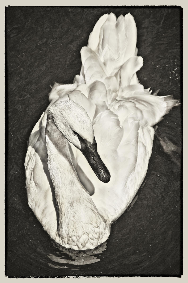 Swan, 2010