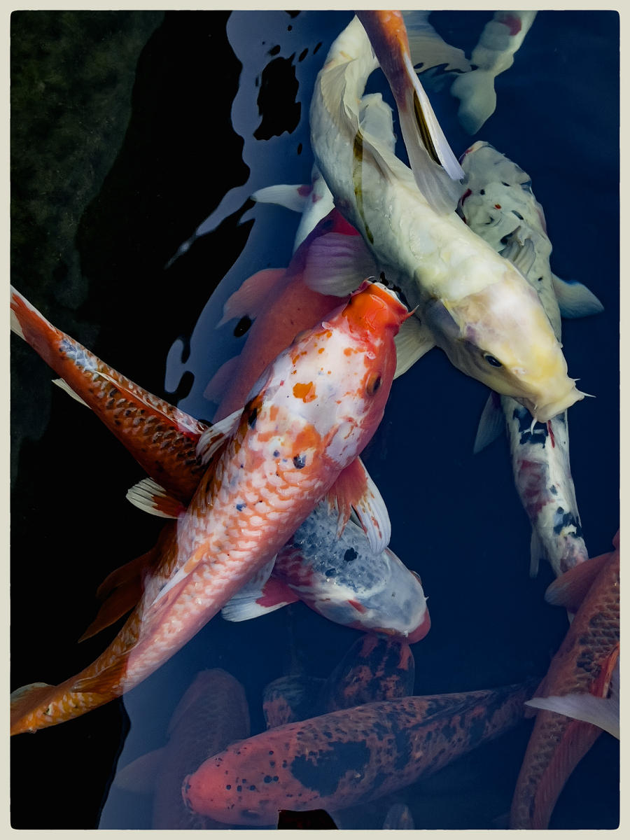 Greenwood Koi, 2024