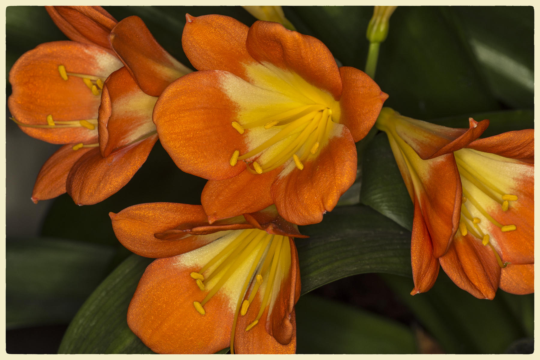 Orange Blast, 2019