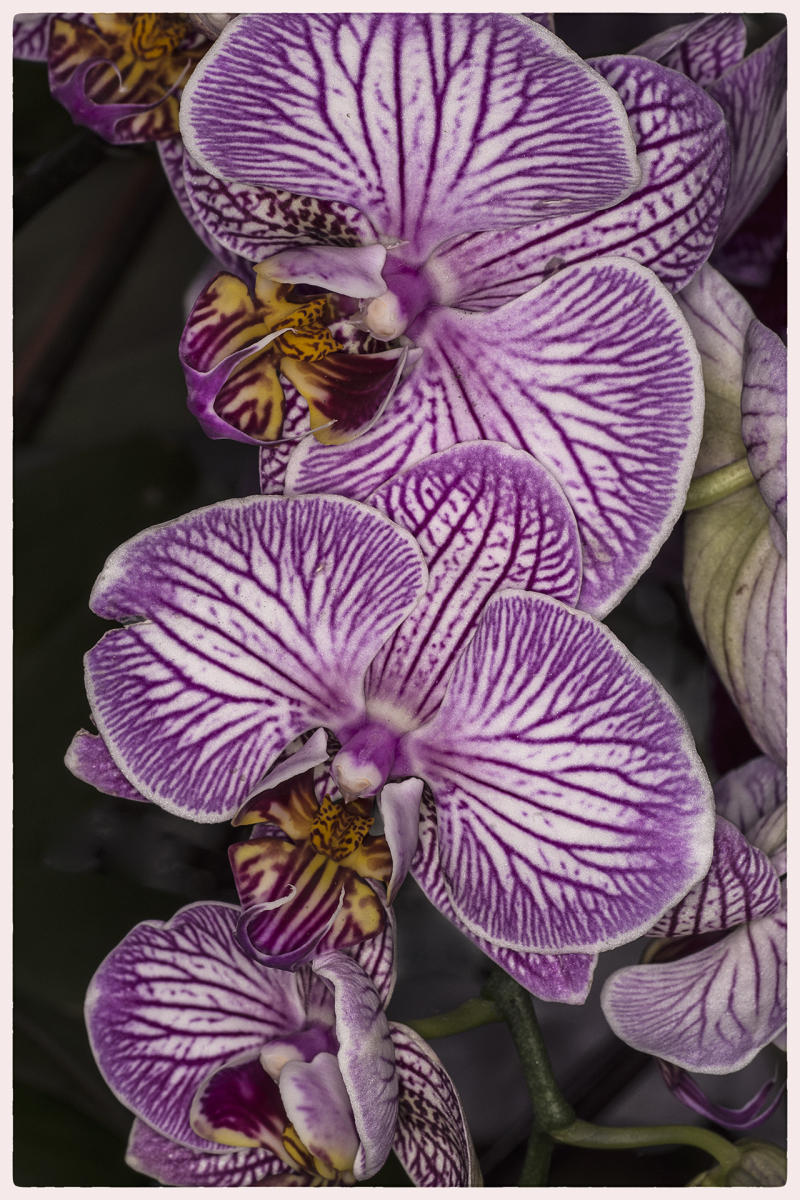 Orchid Medley, 2017