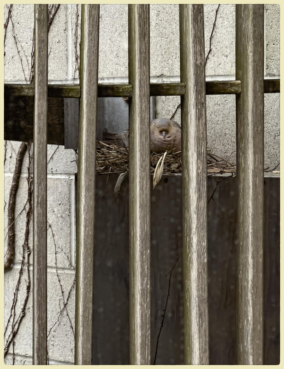 Nesting Dove, 2022