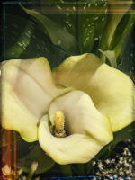 © Copyright 2025 Barbara E. Leven. All rights reserved.