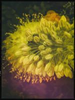 © Copyright 2025 Barbara E. Leven. All rights reserved.