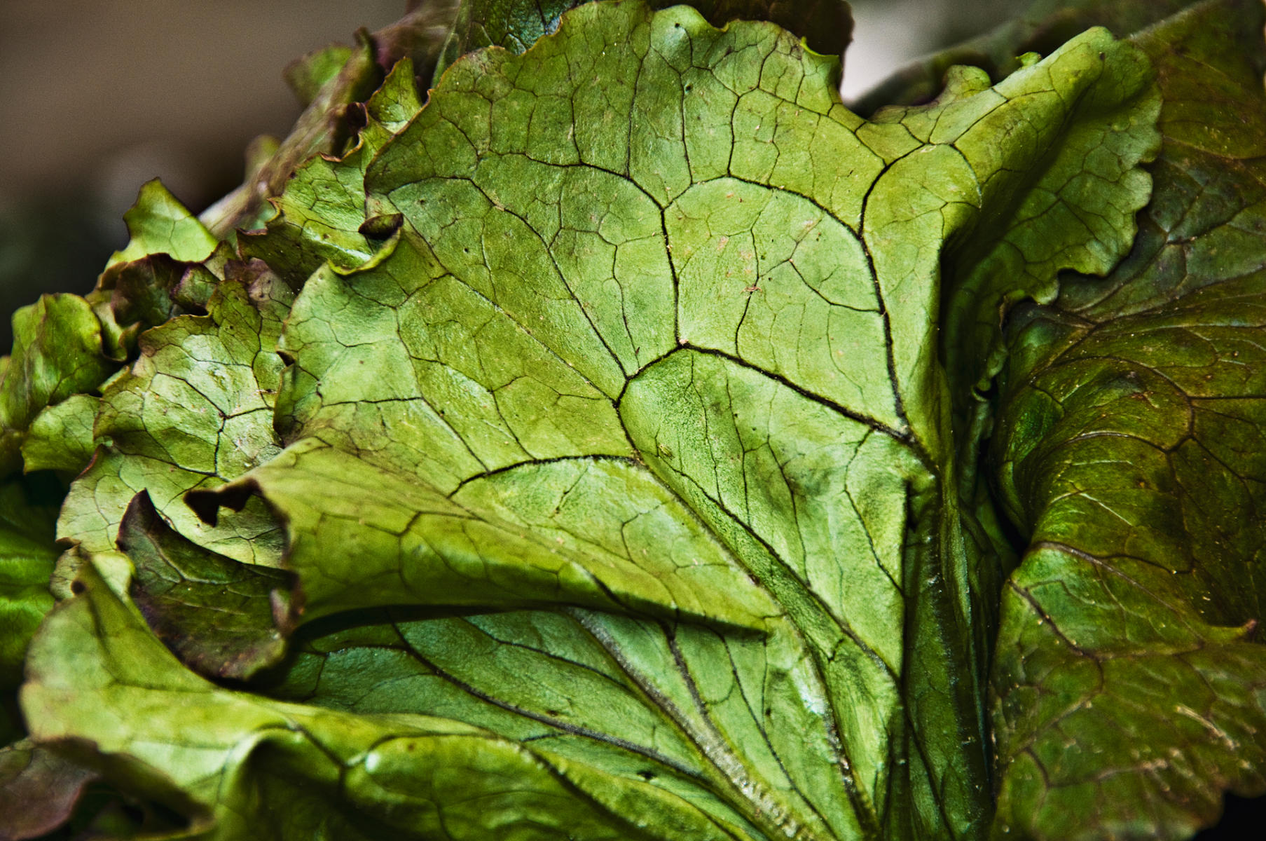 Lettuce Leaf, 2009