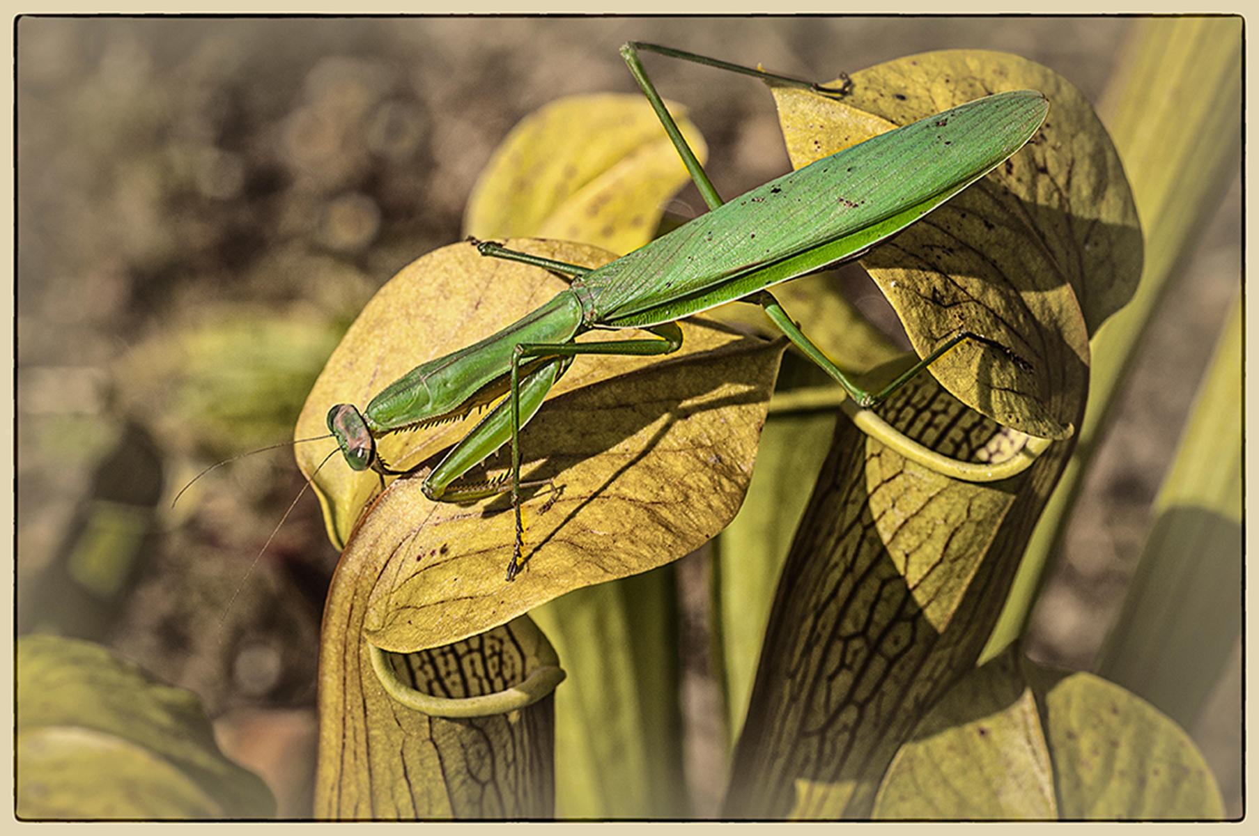 Praying Mantis4, 2014