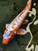 © Copyright 2026 Barbara E. Leven. All rights reserved.