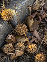 © Copyright 2026 Barbara E. Leven. All rights reserved.