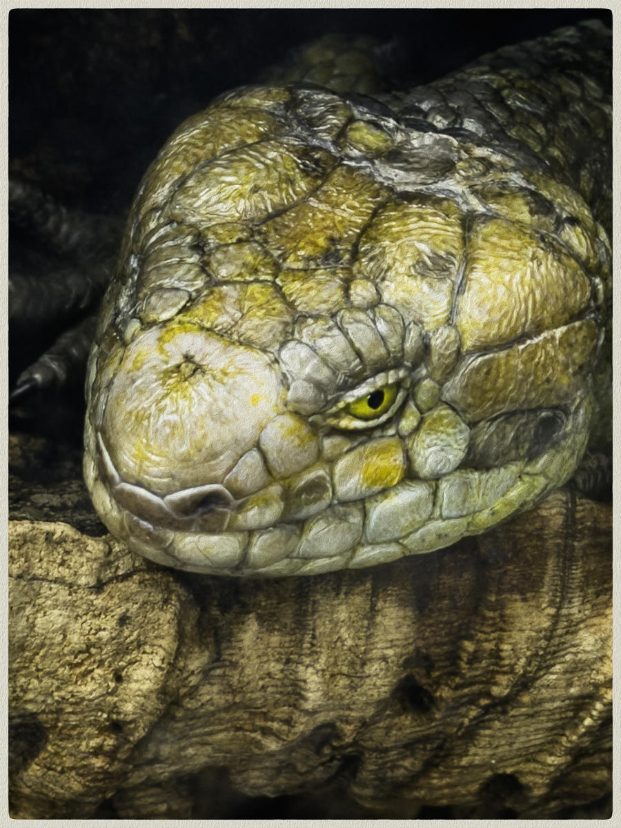 Skink Eye, 2026