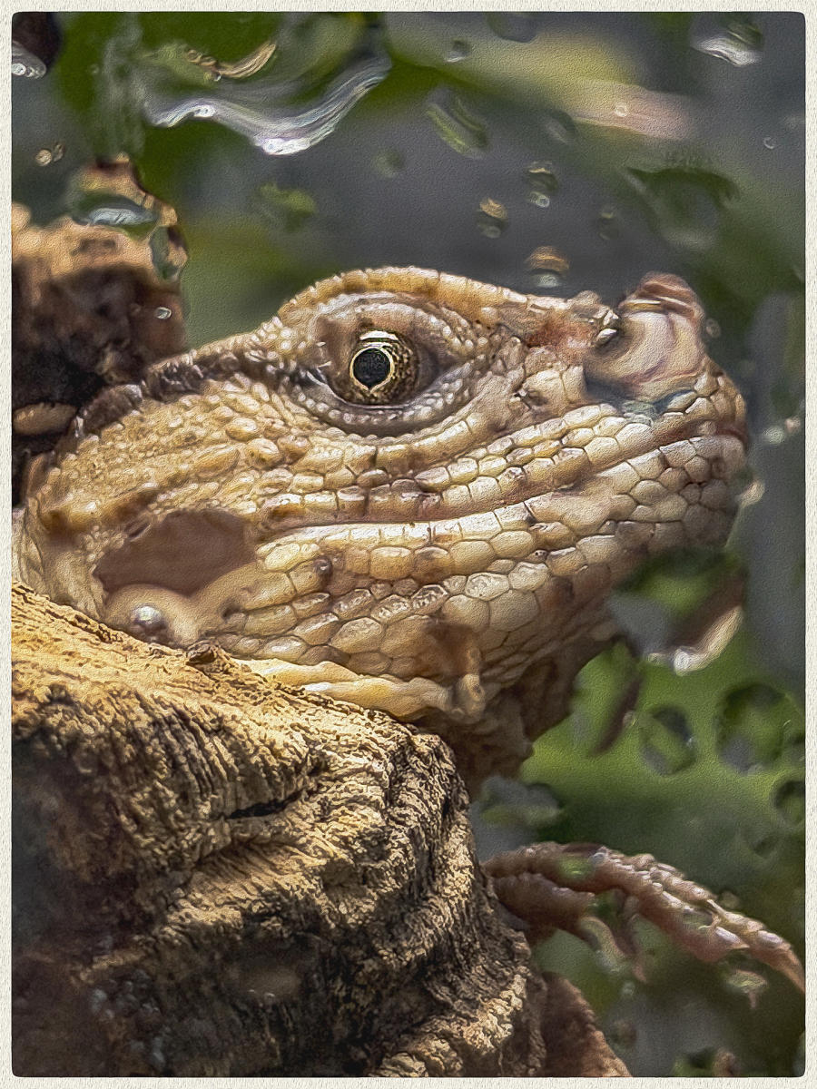 Skink, 2026